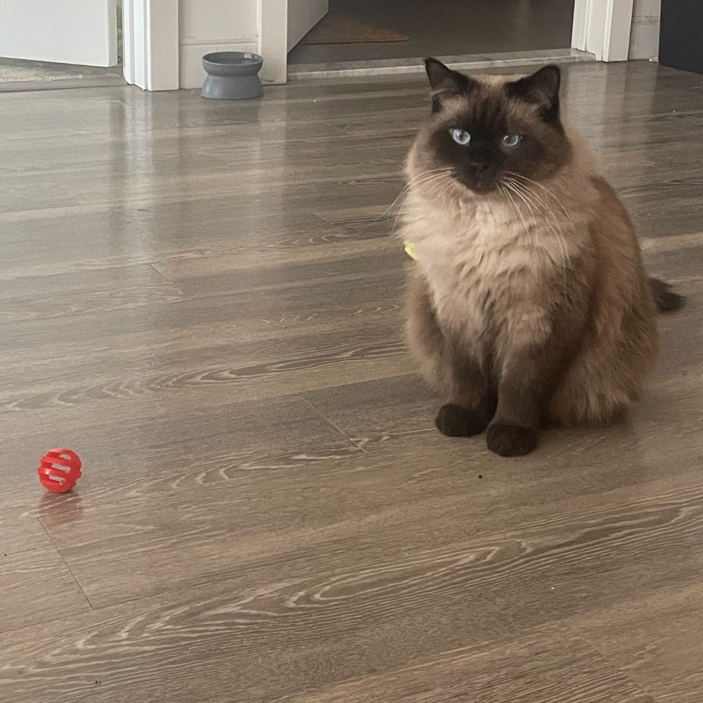 Meet your Posher, Kai